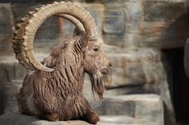 Base camp at Deosei Plateau Tour
